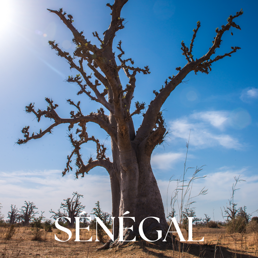 bougie parfumee rechargeable - tana collection voyage olfactif au senegal