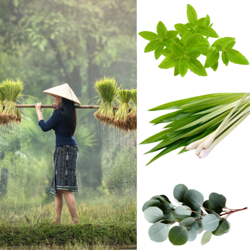 "Lueur d'Asie" Bougie parfumée - TANA Collection