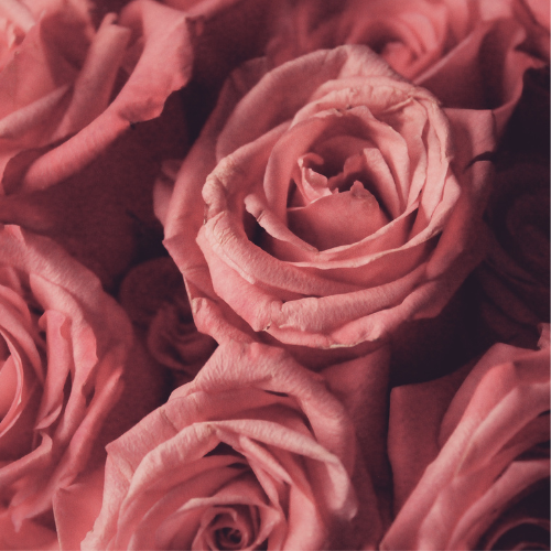 Rose de Versailles - Recharge pour bougie - TANA Collection